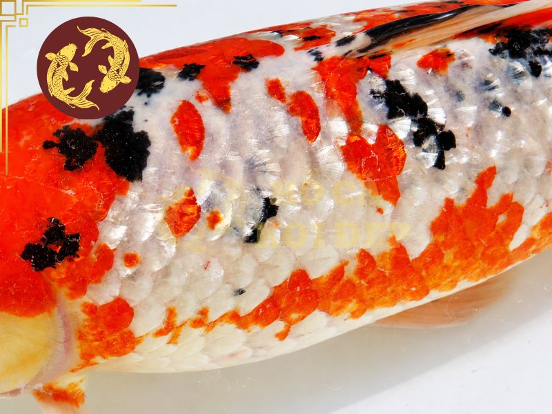 Cá Koi Bị Xù Vảy: Nguyên Nhân, Dấu Hiệu Và Cách Điều Trị Hiệu Quả 5 Nếu nguyên nhân xuất phát do vi khuẩn trong nước thì hoàn toàn có thể lây lan