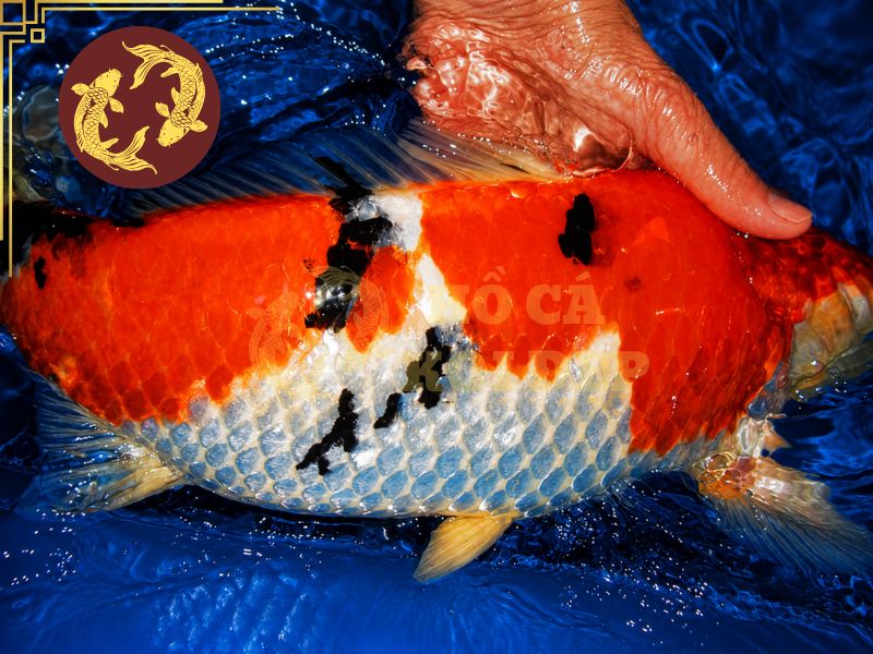 Cá Koi Bị Xù Vảy: Nguyên Nhân, Dấu Hiệu Và Cách Điều Trị Hiệu Quả 7 Cần cho cá ăn đúng lượng, sử dụng thức ăn chất lượng và bổ sung đầy đủ dinh dưỡng để tăng sức đề kháng