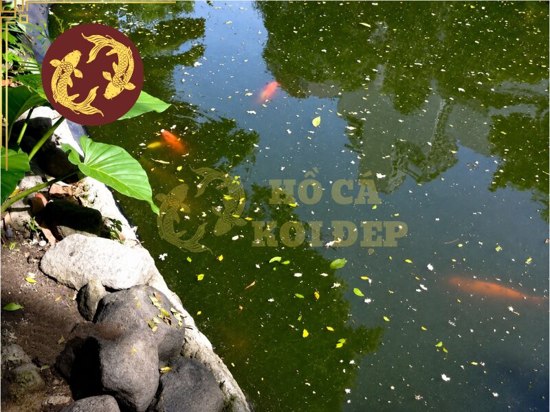 Cá Koi Bỏ Ăn: Những Nguyên Nhân Thường Gặp 2 Chất lượng nước giảm khiến cá koi chậm ăn hoặc bỏ ăn hoàn toàn