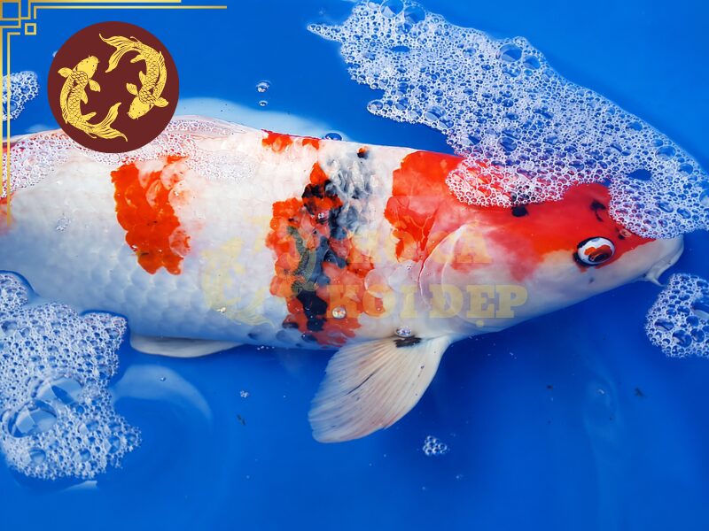 Cá Koi Bỏ Ăn: Những Nguyên Nhân Thường Gặp 4 Các bệnh khác nhau ảnh hưởng khả năng miễn dịch và sức khỏe của cá koi