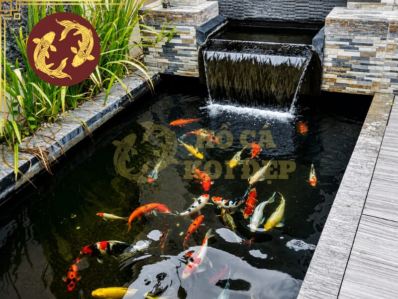 Cá Koi Bỏ Ăn: Những Nguyên Nhân Thường Gặp 6 Cá koi sẽ luôn khỏe mạnh nếu sinh hoạt trong môi trường an toàn, chất lượng