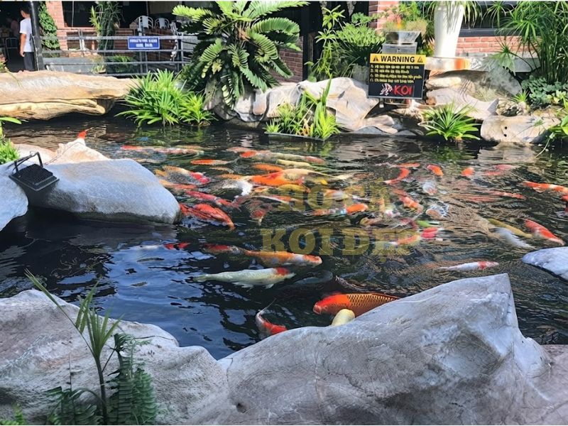 Cá koi sống được bao lâu? Top 5 yếu tố quyết định tuổi thọ của cá 2 Chất lượng di truyền tác động rất lớn đến tuổi thọ của cá koi
