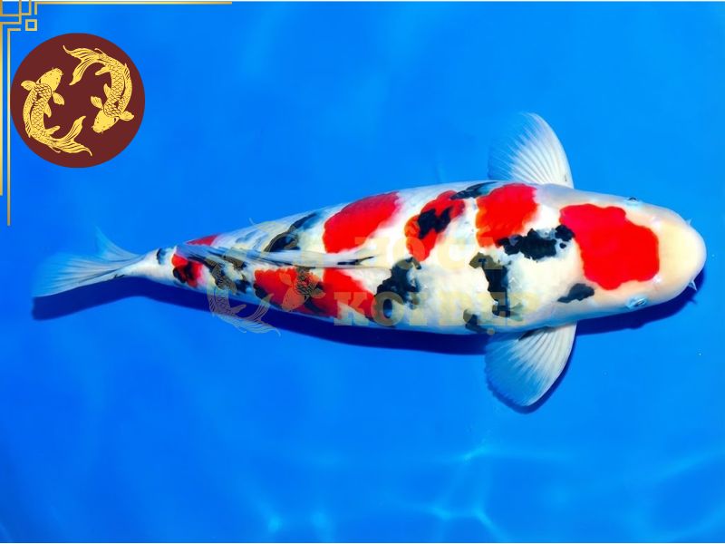 Cá koi có nguồn gốc từ đâu? Vì sao lại được nhiều người chơi ưa chuộng? 2 Cá koi Taisho Sanke