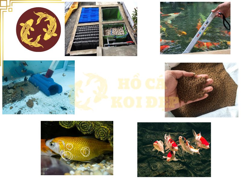 Cá koi có nguồn gốc từ đâu? Vì sao lại được nhiều người chơi ưa chuộng? 9 Những lưu ý khi chăm sóc hồ koi