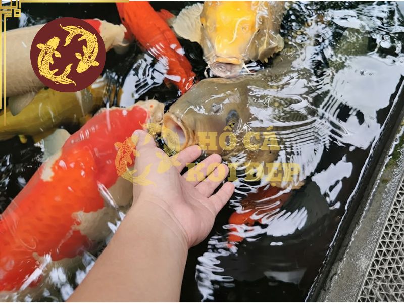 Cá Koi không ăn: Nguyên nhân phổ biến và cách xử lý 1 Cần kiểm tra chất lượng thức ăn trước khi cho cá ăn