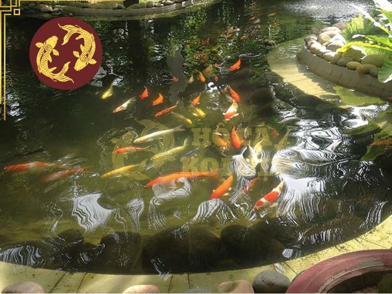 Cá Koi không ăn: Nguyên nhân phổ biến và cách xử lý 3 Môi trường nước cần được duy trì chất lượng và ổn định hệ vi sinh