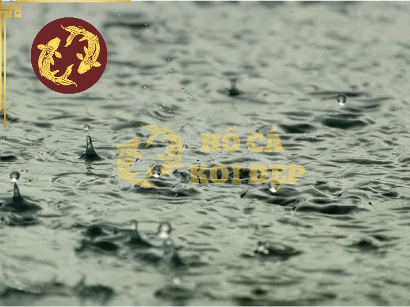 Cá Koi lờ đờ sau mưa: Tại sao và phải làm gì? 1 Nước mưa làm giảm độ kiềm, khiến môi trường nước thay đổi