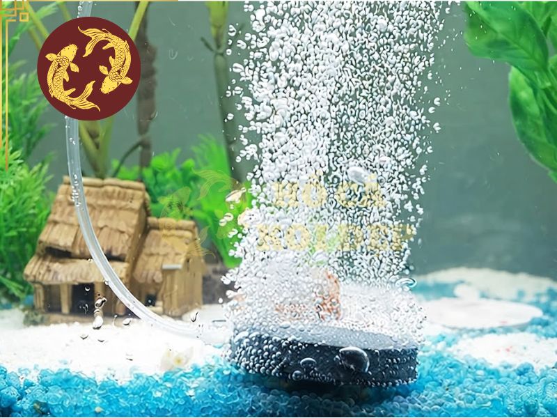 Cá Koi lờ đờ sau mưa: Tại sao và phải làm gì? 4 Cần tăng cường oxy sau mưa để cá hoạt động bình thường trở lại