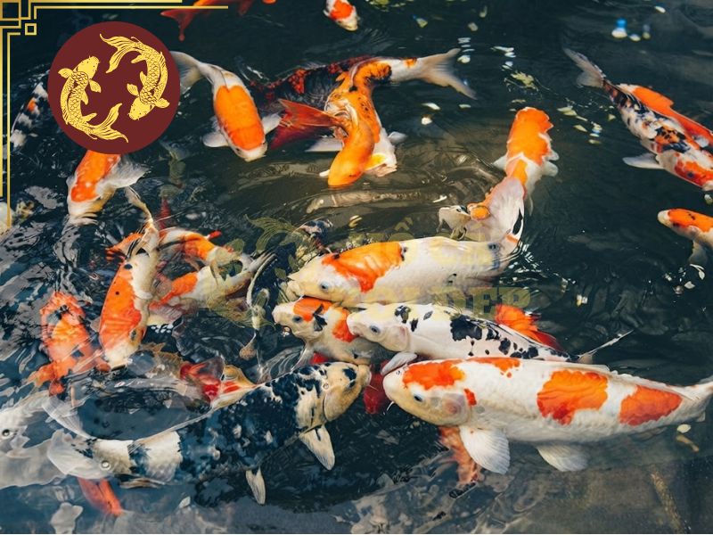 Cá Koi lờ đờ sau mưa: Tại sao và phải làm gì? 5 Theo dõi và kiểm tra định kỳ để hồ hoạt động mượt mà
