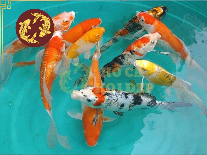 Cá koi mini – Những điều bạn cần biết trước khi nuôi 3 Cá koi mini vẫn sở hữu đầy đủ các đặc trưng của cá koi truyền thống
