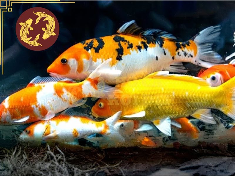 Cá koi mini – Những điều bạn cần biết trước khi nuôi 1 Cá koi mini dễ dàng đầu tư do chi phí thấp và không tốn nhiều không gian
