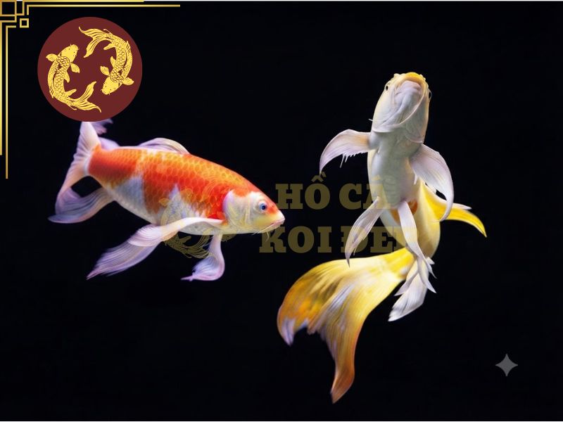 Cá koi mini – Những điều bạn cần biết trước khi nuôi 7 Quan sát kỹ màu sát, dáng bơi và thân hình khi chọn cá koi mini