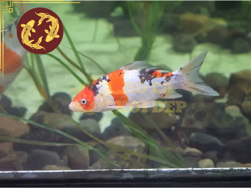 Cá koi mini – Những điều bạn cần biết trước khi nuôi 8 Cá koi mini rất phù hợp cho những người mới bắt đầu tham gia