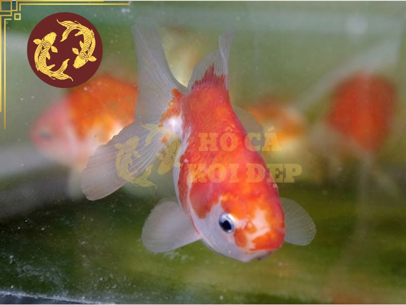 Cá koi mini – Những điều bạn cần biết trước khi nuôi 2 Cá koi mini bản chất là cá koi ở giai đoạn con non