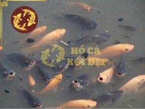 Lượng oxy trong hồ không đáp ứng được khiến cá koi nổi đầu