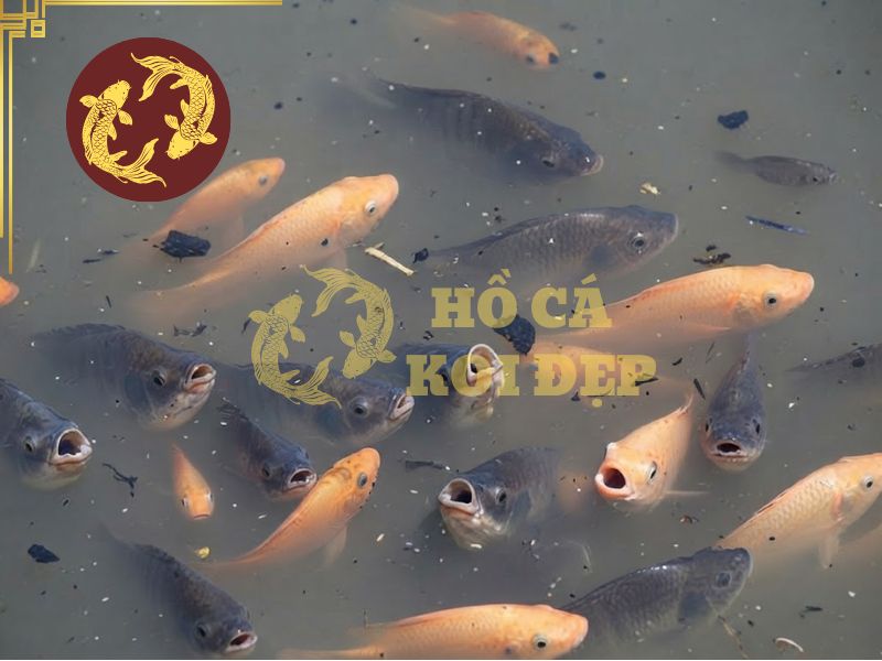 Cá Koi nổi đầu: Nguyên nhân thiếu oxy và cách xử lý 1 Lượng oxy trong hồ không đáp ứng được khiến cá koi nổi đầu