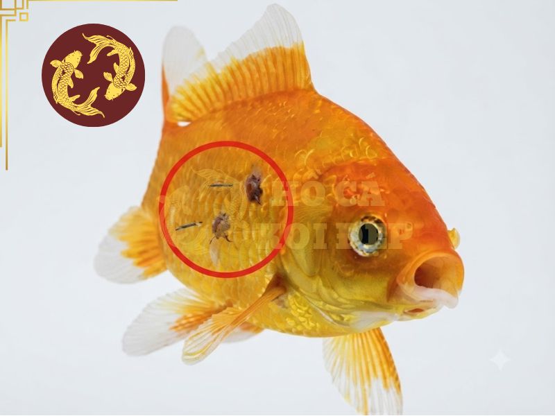 Cá Koi nổi đầu: Nguyên nhân thiếu oxy và cách xử lý 2 Ký sinh trùng khiến cá hạn chế hô hấp