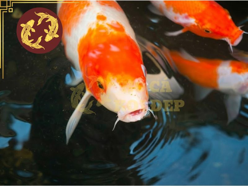 Cá Koi nổi đầu: Nguyên nhân thiếu oxy và cách xử lý 5 Cần chăm sóc định kỳ hồ cá, đặc biệt trong mùa hè