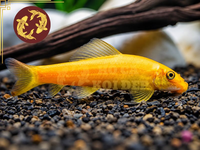 Cá Koi Nuôi Chung Với Cá Gì? Những Loài Cá Phù Hợp Và Lưu Ý Quan Trọng 5 Cá Dọn Hồ Koi