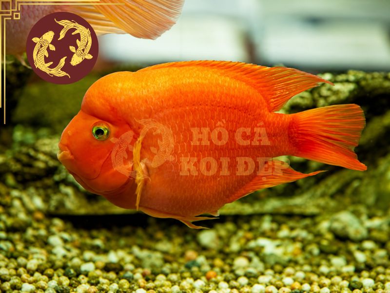 Cá Koi Nuôi Chung Với Cá Gì? Những Loài Cá Phù Hợp Và Lưu Ý Quan Trọng 6 Cá Hồng Két