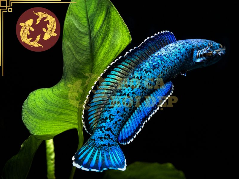 Cá Koi Nuôi Chung Với Cá Gì? Những Loài Cá Phù Hợp Và Lưu Ý Quan Trọng 8 Cá Lóc Cảnh