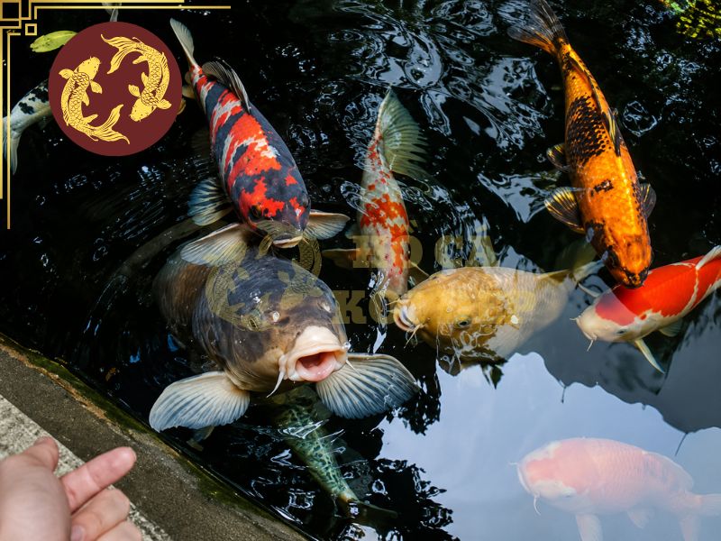 Cá Koi Nuôi Chung Với Cá Gì? Những Loài Cá Phù Hợp Và Lưu Ý Quan Trọng 9 Cần lưu ý những dòng cá có yêu cầu tương đồng về độ pH, chất lượng nước