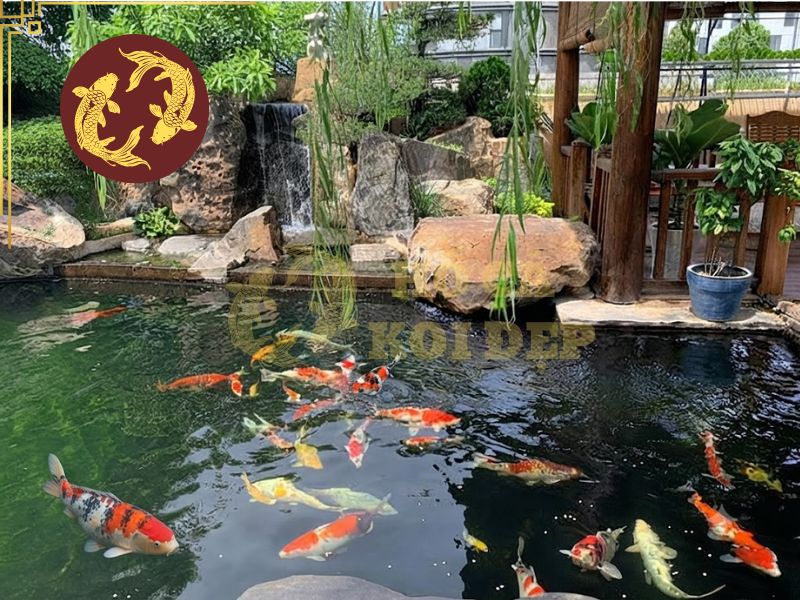 Cá koi sống được bao lâu? Top 5 yếu tố quyết định tuổi thọ của cá 1 Cá koi sống được bao lâu phụ thuộc vào nhiều yếu tố chủ quan và khách quan