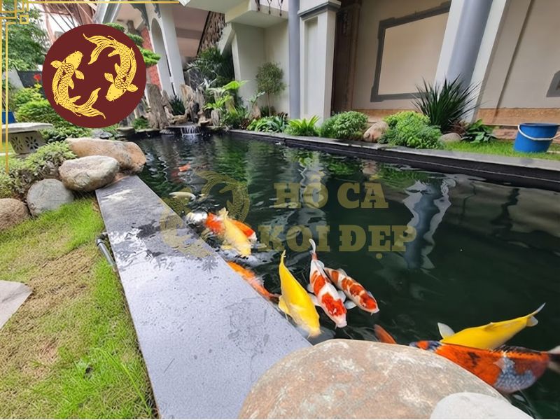 Cá koi sống được bao lâu? Top 5 yếu tố quyết định tuổi thọ của cá 3 Không gian hồ nuôi ảnh hưởng đến khả năng sinh trưởng và phát triển của cá koi