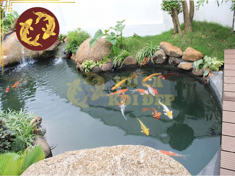 Cá koi sống được bao lâu? Top 5 yếu tố quyết định tuổi thọ của cá 6 Xử lý sớm cá có bệnh sẽ hạn chế được nguy cơ lây nhiễm