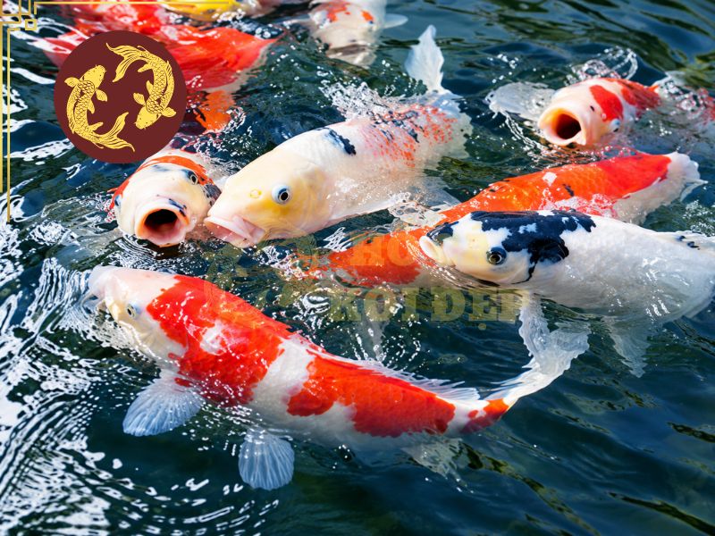 Các bệnh thường gặp ở cá koi: Dấu hiệu nhận biết và cách điều trị hiệu quả 2 Có nhiều nguyên nhân khác nhau dẫn đến cá mắc bệnh