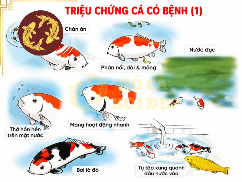 Các bệnh thường gặp ở cá koi: Dấu hiệu nhận biết và cách điều trị hiệu quả 3 Một số triệu chứng và dấu hiệu nhận biết cá koi gặp vấn đề