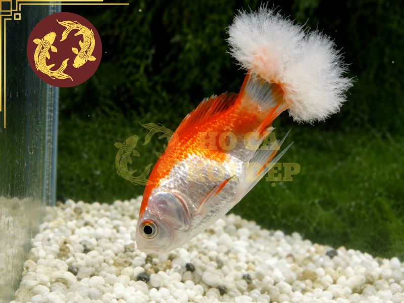 Các bệnh thường gặp ở cá koi: Dấu hiệu nhận biết và cách điều trị hiệu quả 5 Bệnh nấm thủy mi
