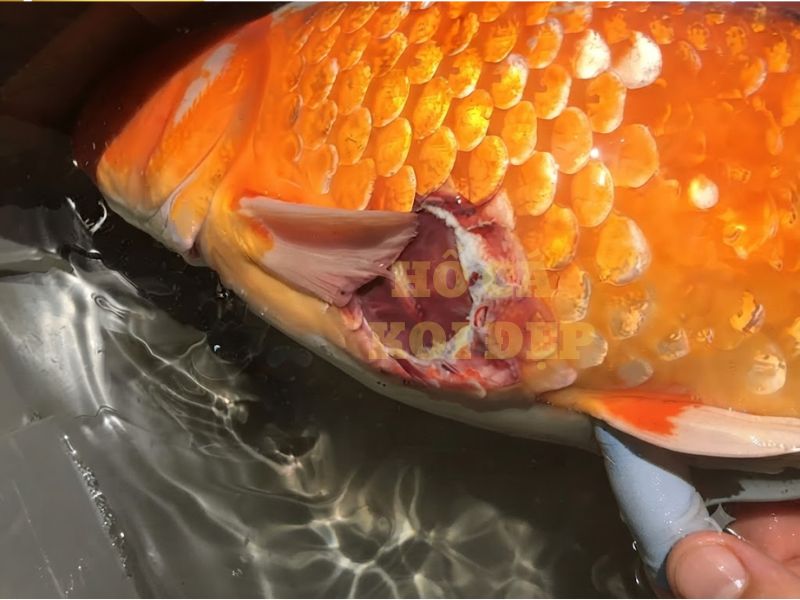 Các bệnh thường gặp ở cá koi: Dấu hiệu nhận biết và cách điều trị hiệu quả 6 Bệnh loét và xuất huyết