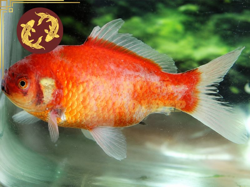 Các bệnh thường gặp ở cá koi: Dấu hiệu nhận biết và cách điều trị hiệu quả 7 Bệnh ký sinh trùng ngoài da