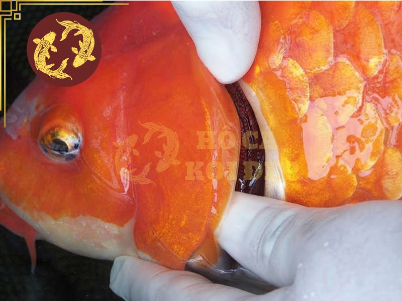 Các bệnh thường gặp ở cá koi: Dấu hiệu nhận biết và cách điều trị hiệu quả 8 Bệnh viêm mang