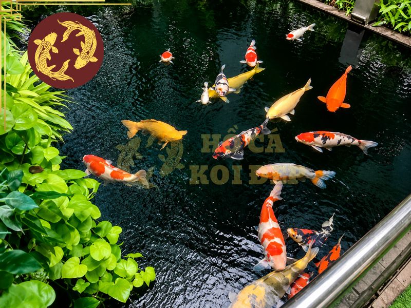 Các bệnh thường gặp ở cá koi: Dấu hiệu nhận biết và cách điều trị hiệu quả 9 Theo dõi và kiểm soát chất lượng nguồn nước là một trong các phương pháp hiệu quả nhất để hạn chế cá mắc bệnh