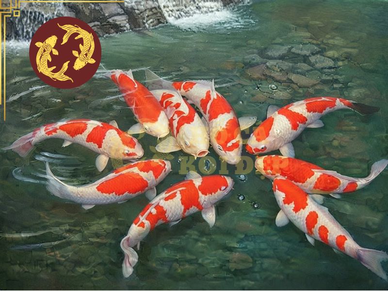 Top 5 các loại cá koi đang được anh em đam mê săn đón! 2 Cá koi Kohaku