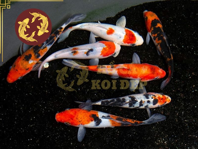 Top 5 các loại cá koi đang được anh em đam mê săn đón! 3 Cá koi Taisho Sanke