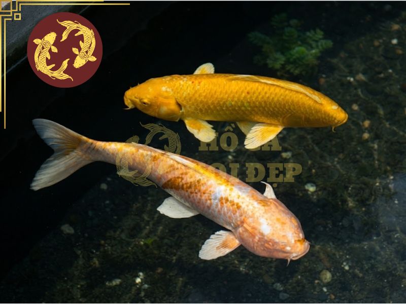 Top 5 các loại cá koi đang được anh em đam mê săn đón! 5 Cá koi Ogon