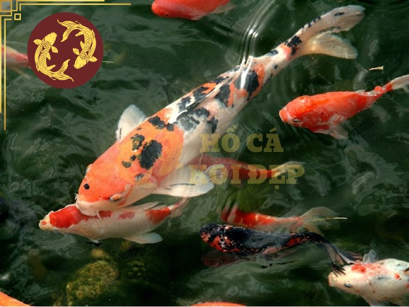 Top 5 các loại cá koi đang được anh em đam mê săn đón! 7 Các loại cá koi thu hút nhờ ý nghĩa về mặt phong thủy