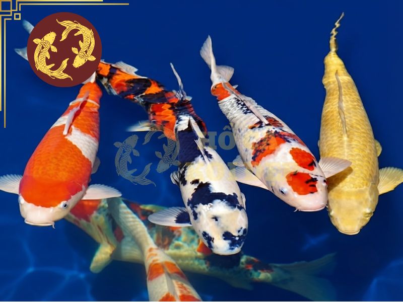 Top 5 các loại cá koi đang được anh em đam mê săn đón! 8 Chú ý đến màu sắc, hình dáng tổng thể để lựa chọn các loại cá koi có tình trạng tốt