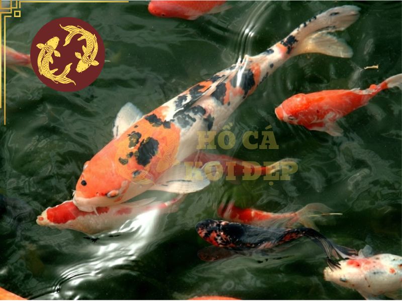 Bật mí cách chọn cá koi đẹp để nuôi hồ sân vườn 2 Chọn đúng loại sẽ mang lại cho bạn hồ koi có giá trị thẩm mỹ cao