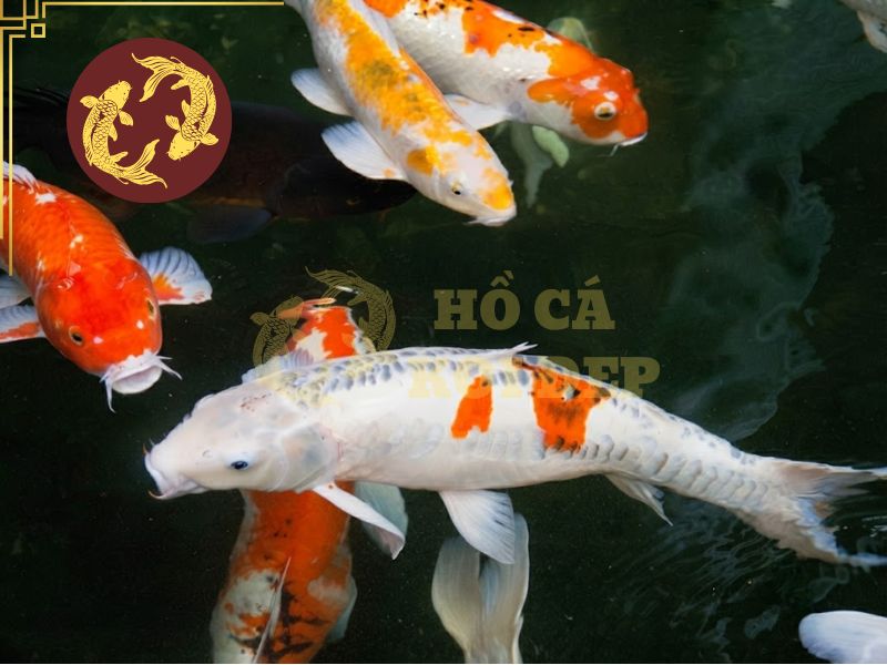Bật mí cách chọn cá koi đẹp để nuôi hồ sân vườn 3 Những chú cá dáng đẹp thường có vai rộng, lưng thẳng, dáng đuôi khỏe