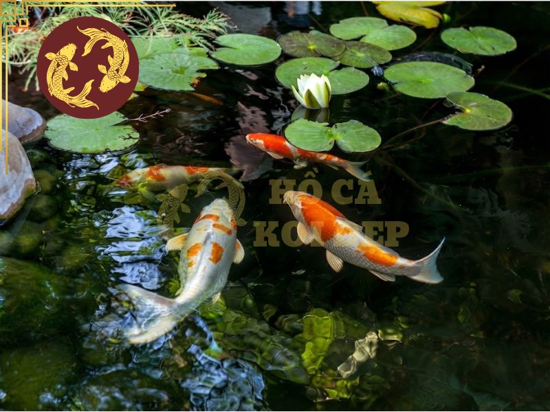 Bật mí cách chọn cá koi đẹp để nuôi hồ sân vườn 4 Họa tiết trải từ đầu đến đuôi tạo nên cảm giác cân đối