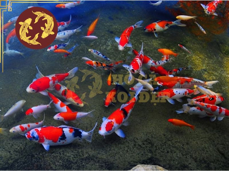Bật mí cách chọn cá koi đẹp để nuôi hồ sân vườn 5 Yếu tố hình thể và sức khỏe vẫn cần được đề cao nhất