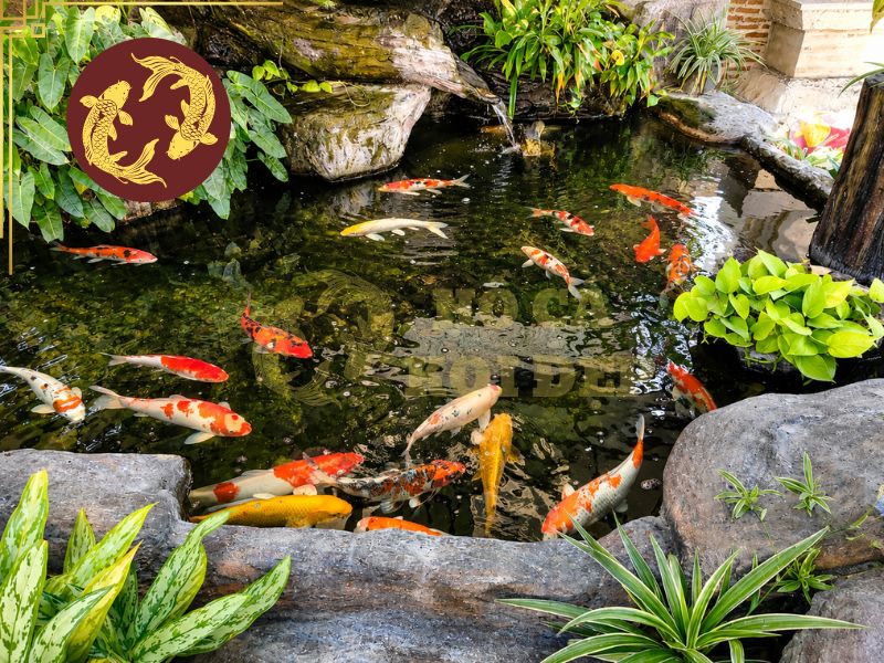 Cách ly cá koi mới và những điều cần biết 4 Cá cần thích nghi về độ pH, độ cứng, cùng một vài chỉ số khác