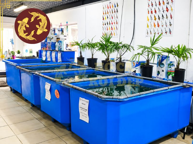 Cách ly cá koi mới và những điều cần biết 3 Tank dưỡng cá koi mới