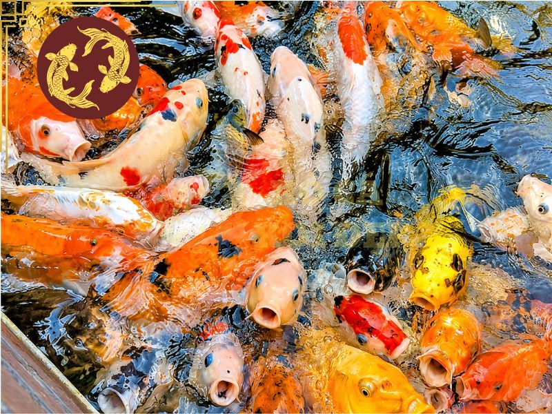 Cách ly cá koi mới và những điều cần biết 2 Cách ly cá mới trong môi trường ổn định sẽ giúp cá mau chóng hồi phục
