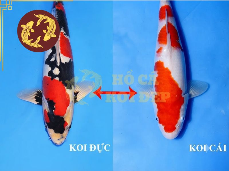 Cách phân biệt cá koi đực và cái: 7 đặc điểm quan trọng cần biết 4 Quan sát kích thước là một trong những cách để nhận diện