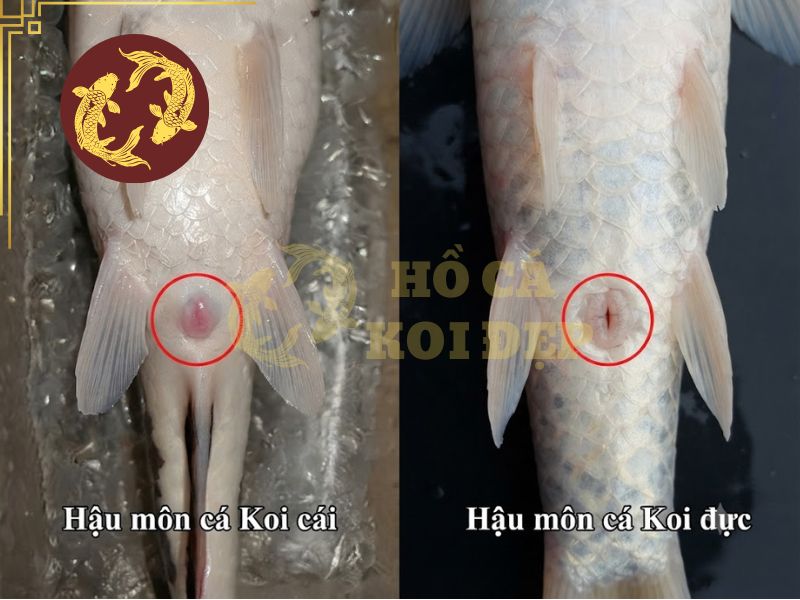 Cách phân biệt cá koi đực và cái: 7 đặc điểm quan trọng cần biết 5 Hình dạng lỗ sinh dục giữa con đực và cái có sự khác biệt